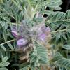 Astragalus thracicus subsp. thracicus